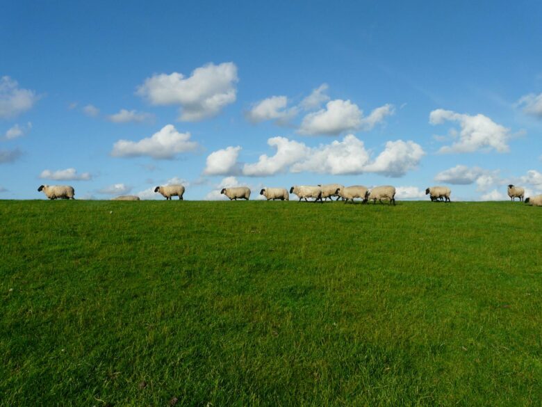sheep-flock-of-sheep-series-standing-on-85683.jpeg